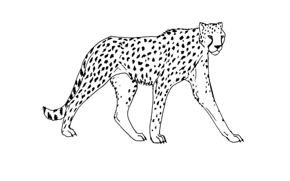 Pantera kolorowanki